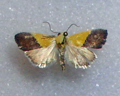 Ponometia semiflava