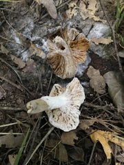 Hypomyces armeniacus