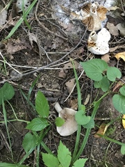 Hypomyces armeniacus