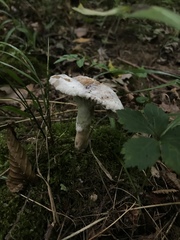 Hypomyces armeniacus