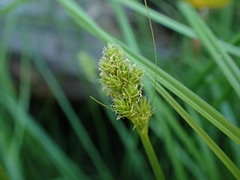 Carex pachystachya