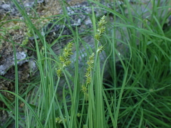 Carex pachystachya