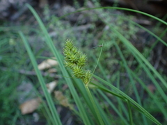 Carex pachystachya