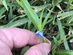 Liliopsida