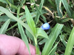 Liliopsida