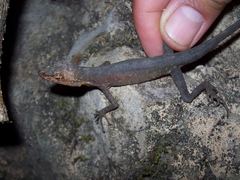 Anolis barkeri
