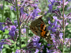 Vanessa cardui