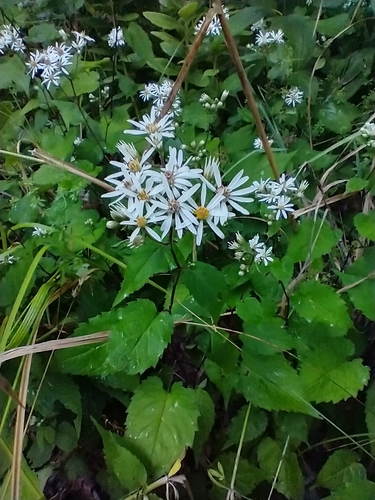 White Wood Aster