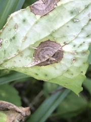 Cristulariella