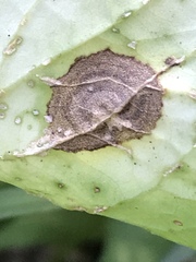 Cristulariella