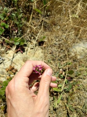 Zeltnera muehlenbergii