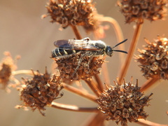 Colpa quinquecincta