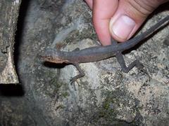 Anolis barkeri