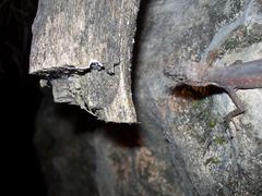 Anolis barkeri