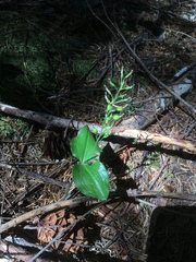 Neottia banksiana