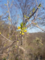 Bursera galeottiana