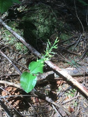 Neottia banksiana