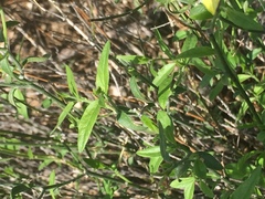 Haplophyton crooksii