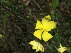 Haplophyton crooksii
