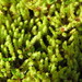 Fountain Apple-Moss - Photo (c) Stephen Moores, some rights reserved (CC BY-NC), uploaded by Stephen Moores