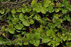 Clinopodium douglasii