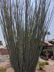 Fouquieria splendens