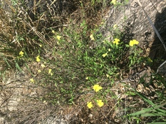 Haplophyton crooksii