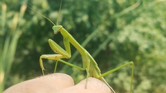 Tenodera sinensis
