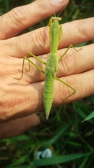 Tenodera sinensis
