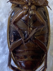 Dytiscus circumcinctus