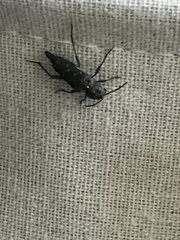 Xylotrechus nauticus