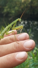 Tenodera sinensis