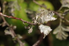 Podosphaera clandestina