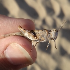 Sphingonotus imitans