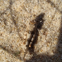 Sphingonotus imitans