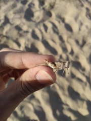 Sphingonotus imitans