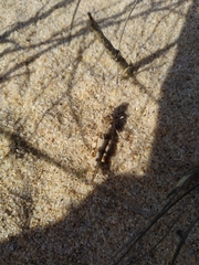 Sphingonotus imitans