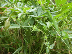Galium parisiense