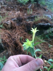 Lithospermum macromeria