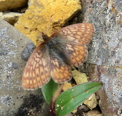 Boloria improba
