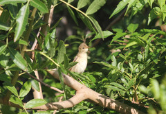 Acrocephalus palustris