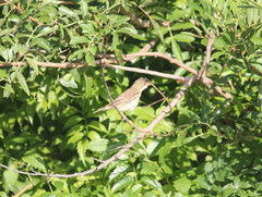 Acrocephalus palustris