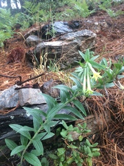 Lithospermum macromeria