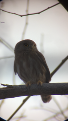 Glaucidium palmarum