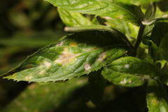 Podosphaera epilobii