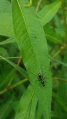 Taeniaptera trivittata