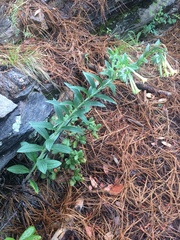 Lithospermum macromeria