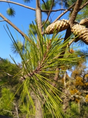 Pinus greggii