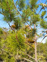 Pinus greggii