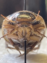 Dytiscus circumcinctus